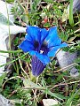 Gentianaceae - Gentiana lugustica_1